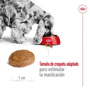 Royal Canin Medium Adult 7+