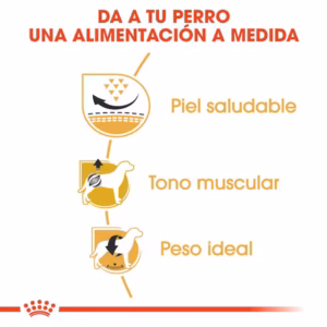 Royal Canin Pug Adult