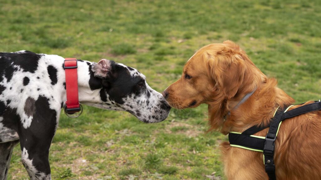 Cuidados perros pelo largo pelo corto comparativa guia completa