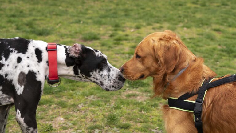 Perros de pelo largo vs pelo corto: Cuidados básicos