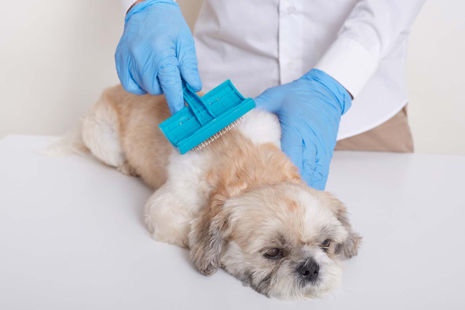 cuidados perros pelo largo pelo corto groomer cepillando pelaje largo