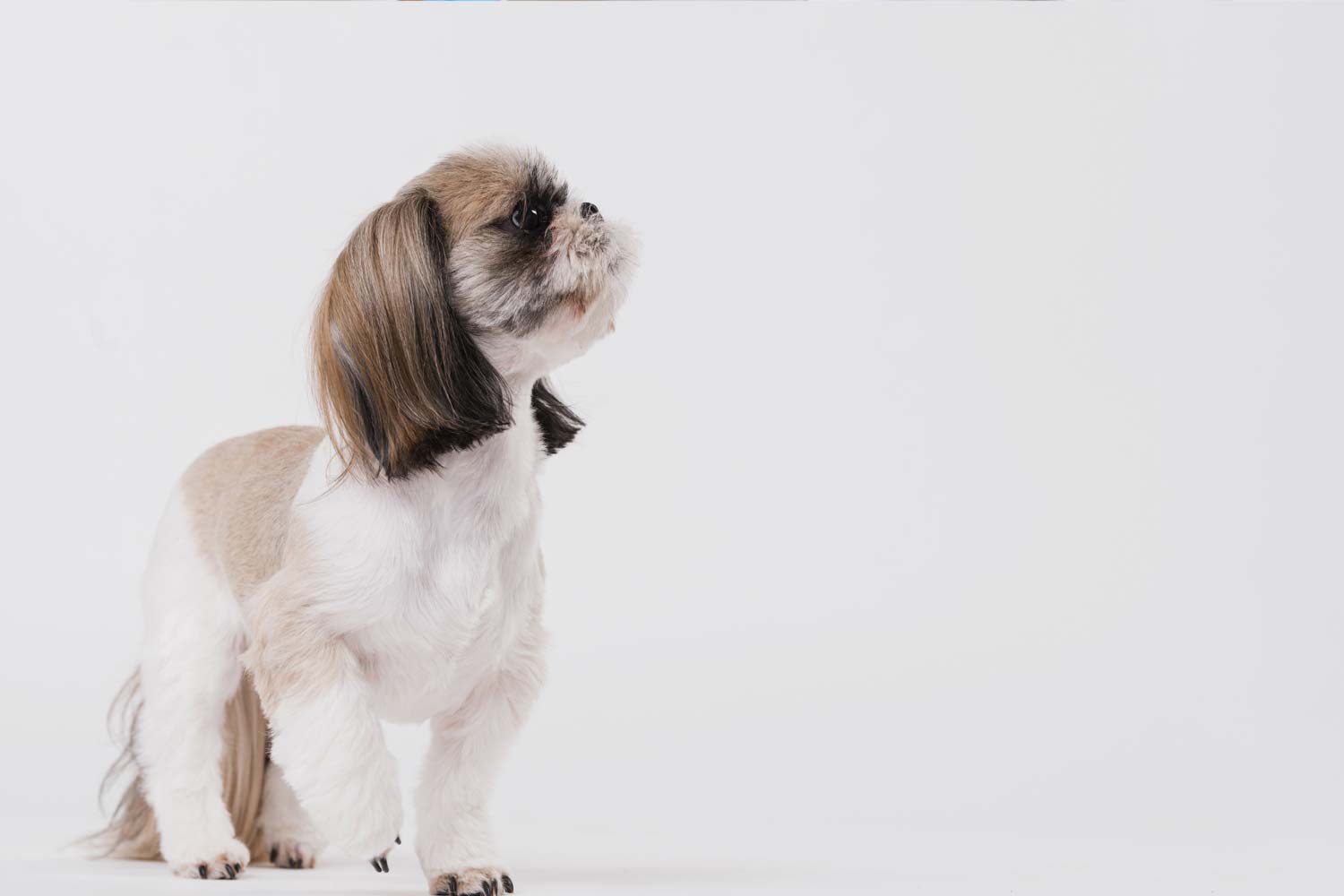 Perros de pelo largo vs pelo corto: Cuidados básicos