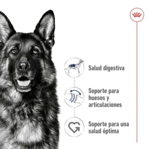 Royal Canin Maxi Adult