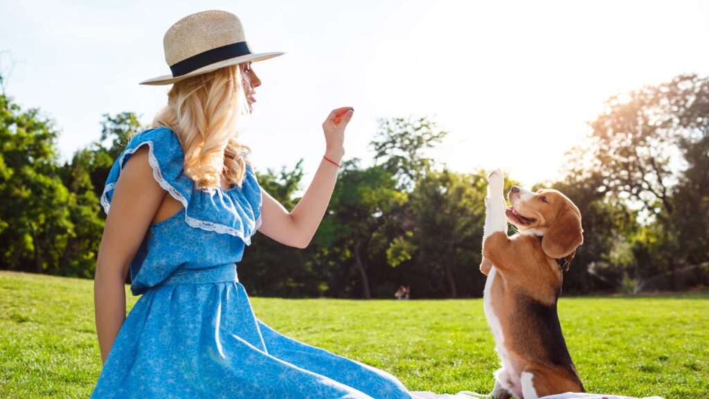Gestos que hacen feliz a tu perro dueno jugando con perro parque al aire libre
