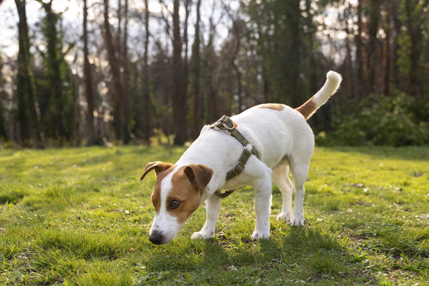 10 pequeños gestos que hacen feliz a tu mascota