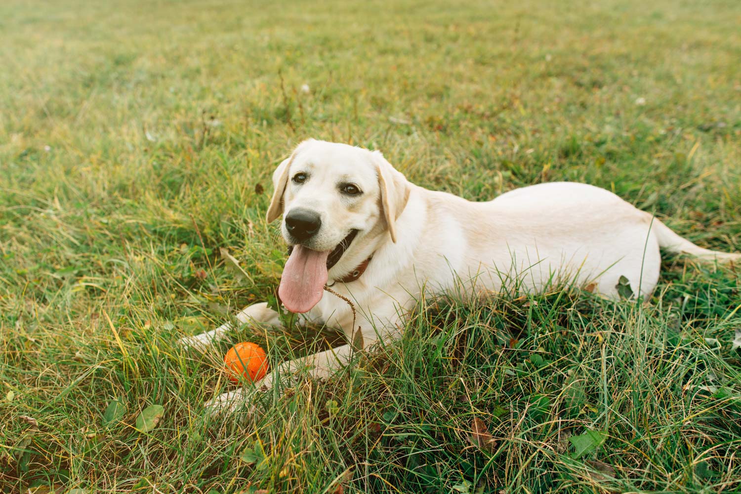 Golden Retriever: 10 datos interesantes que quizás no sabías