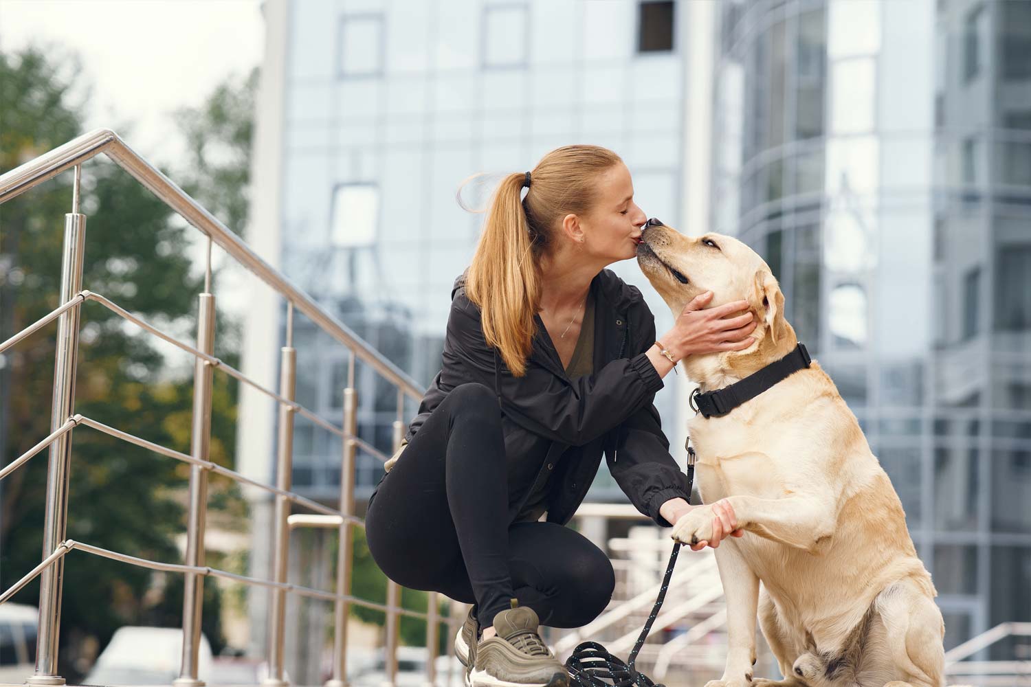 Labrador Retriever: 10 datos interesantes que quizás no sabías