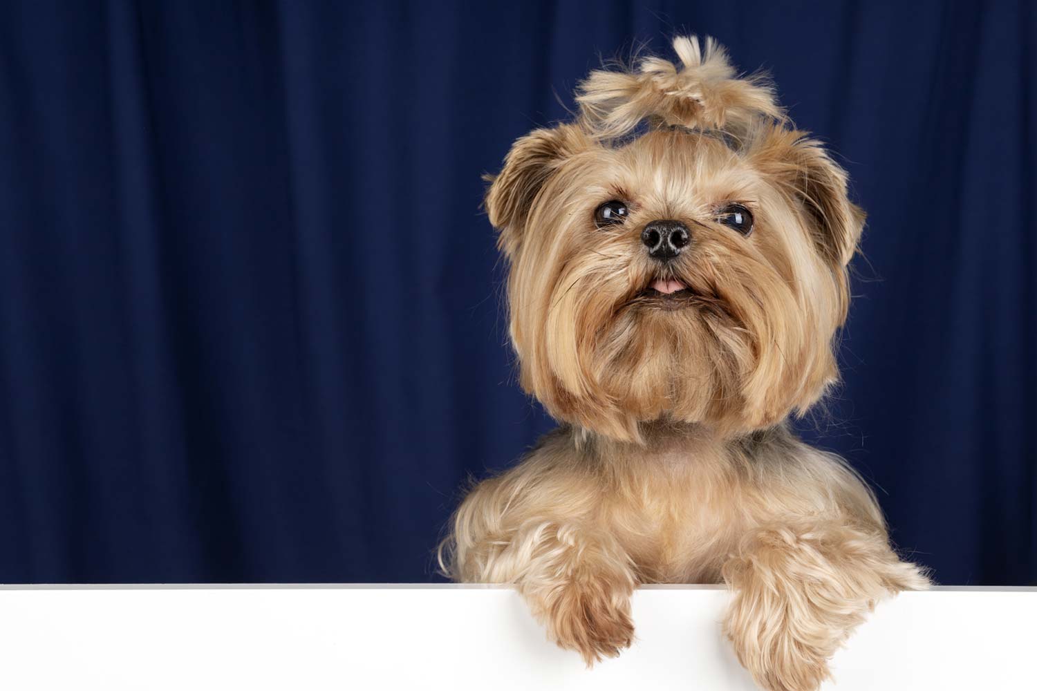 ¿Cada cuánto hay que bañar a un perro?