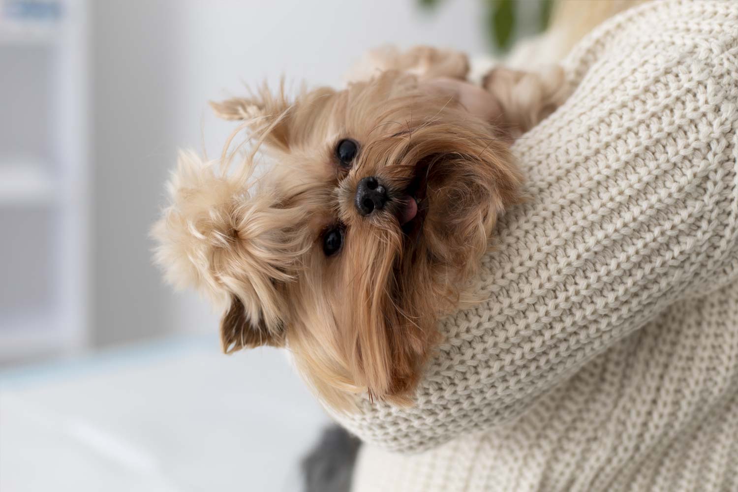 Ventajas del spa móvil para perros