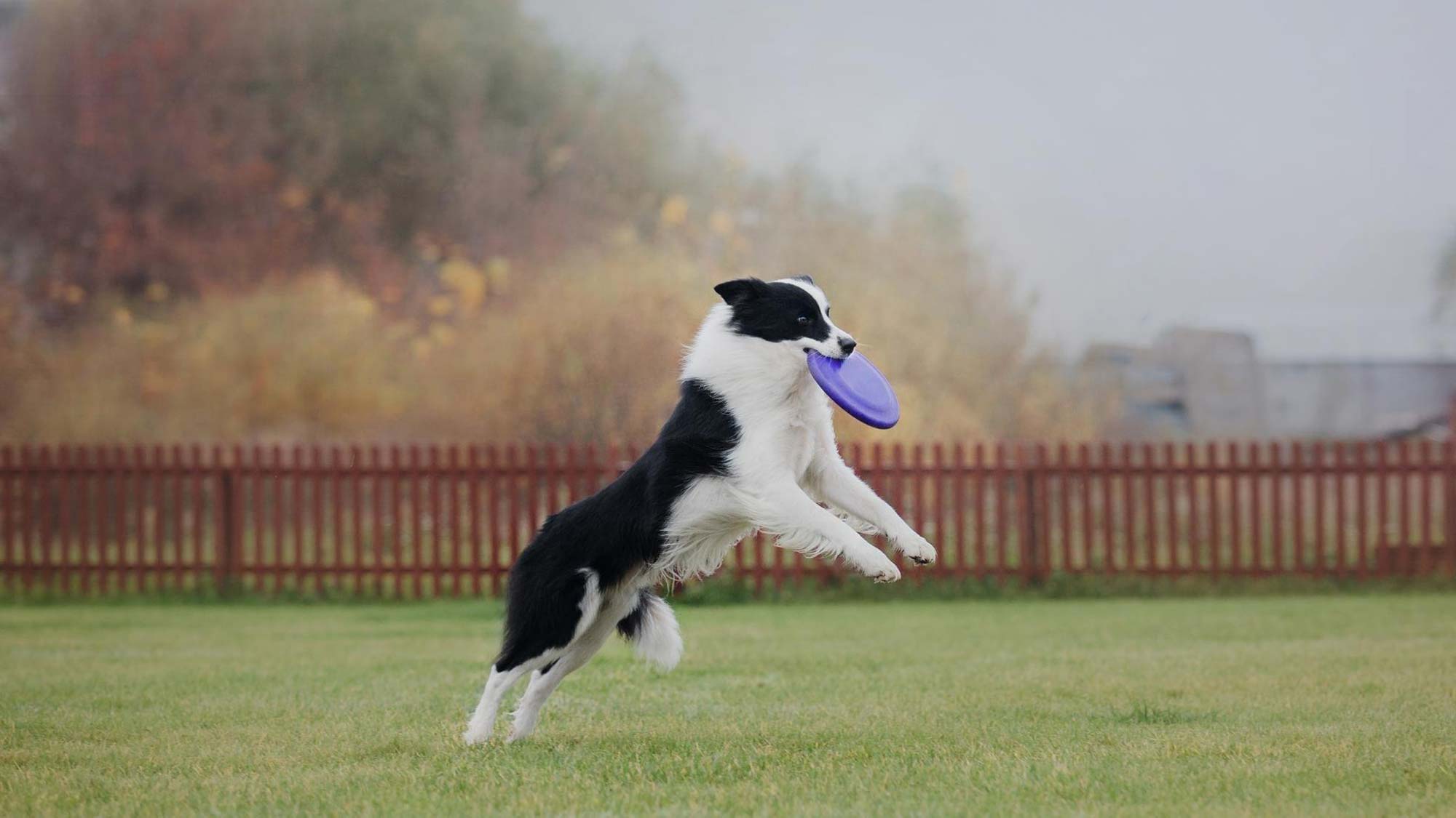 Razas de perro mas inteligentes border collie resolviendo juego inteligencia