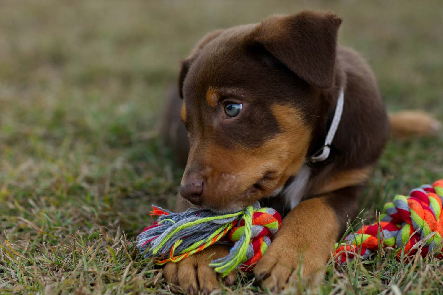 Ranking de las razas de perro más inteligentes
