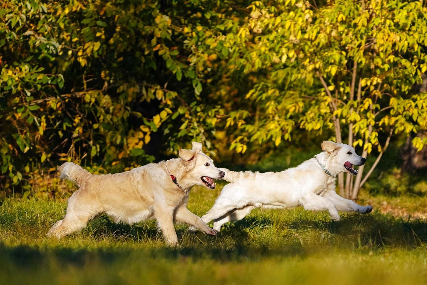 Ranking de las razas de perro más inteligentes