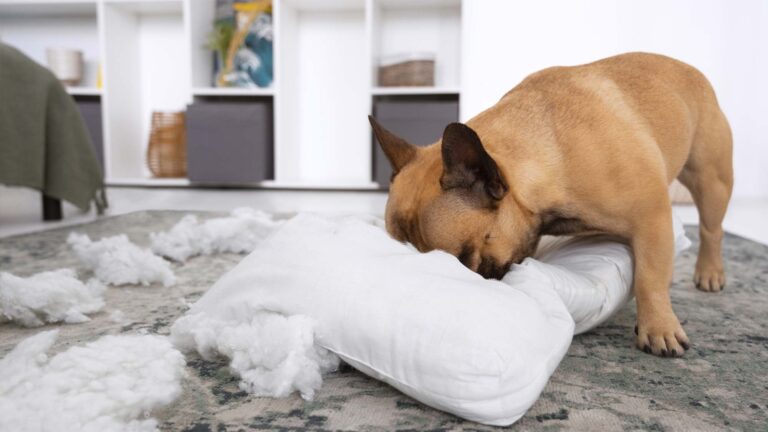 7 señales que tu perro está estresado