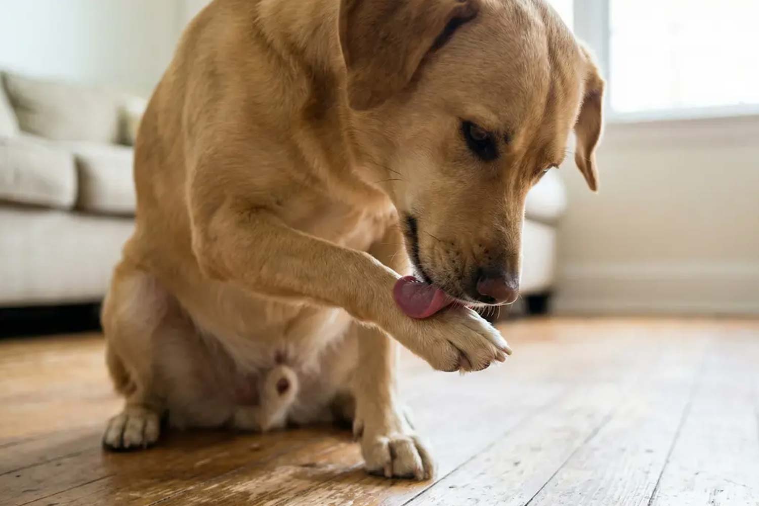 7 señales que tu perro está estresado
