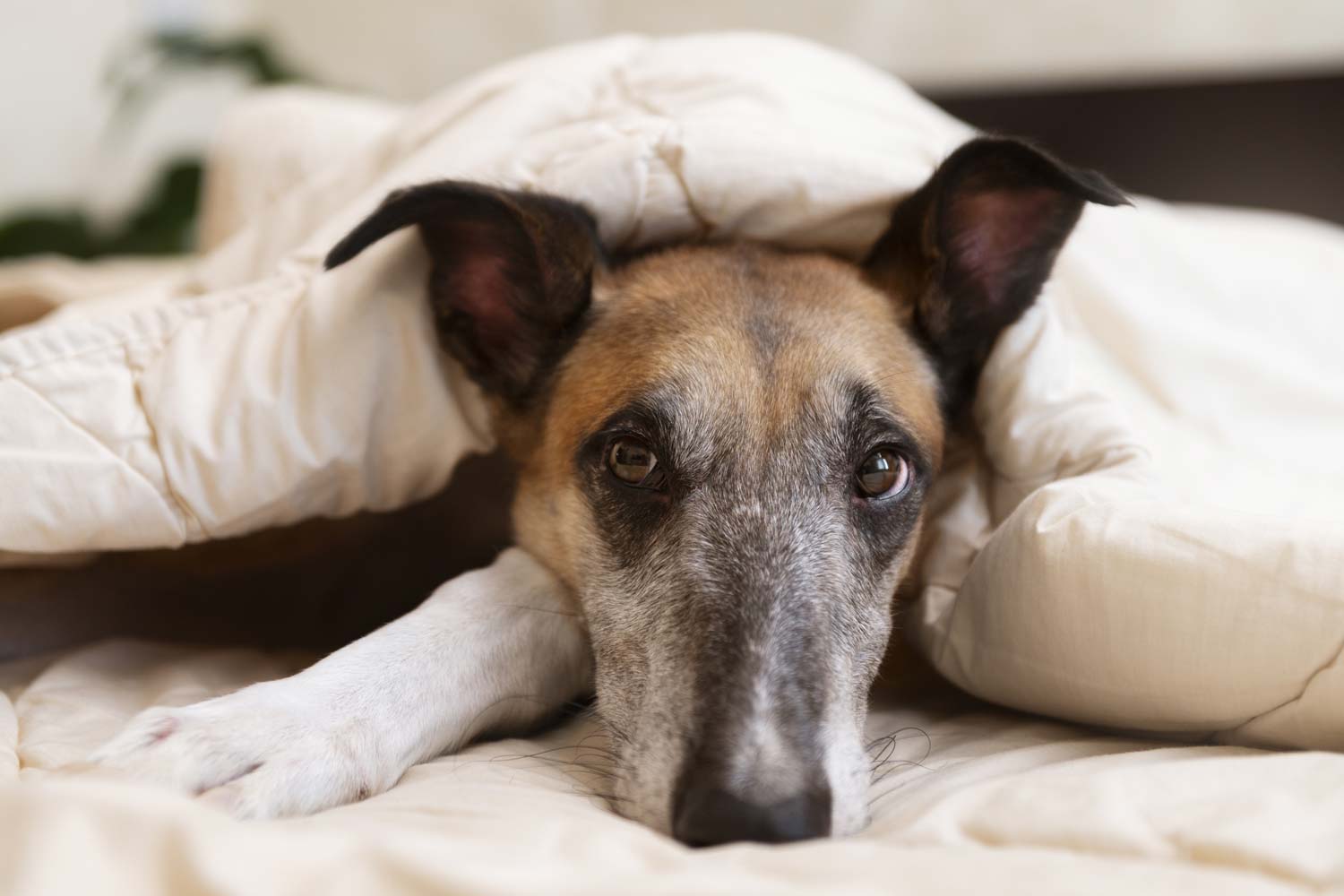 7 señales que tu perro está estresado