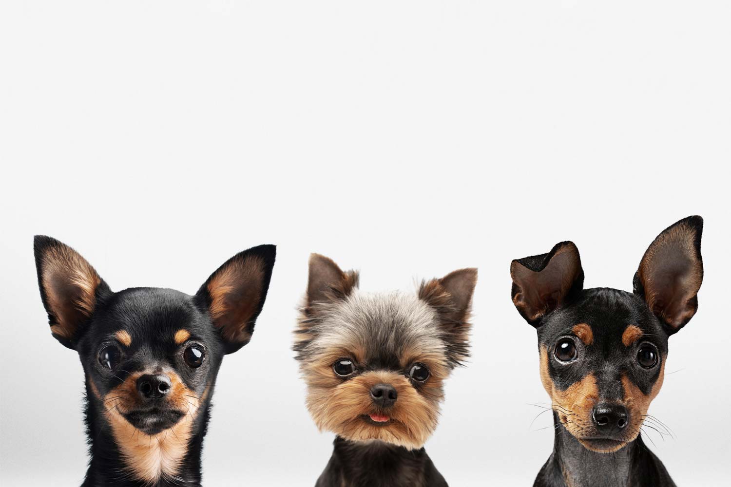 ¿Cada cuánto hay que bañar a un perro?